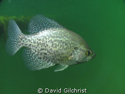 A male Black Crappie,Pomoxis nigromaculatus in local quar... by David Gilchrist 